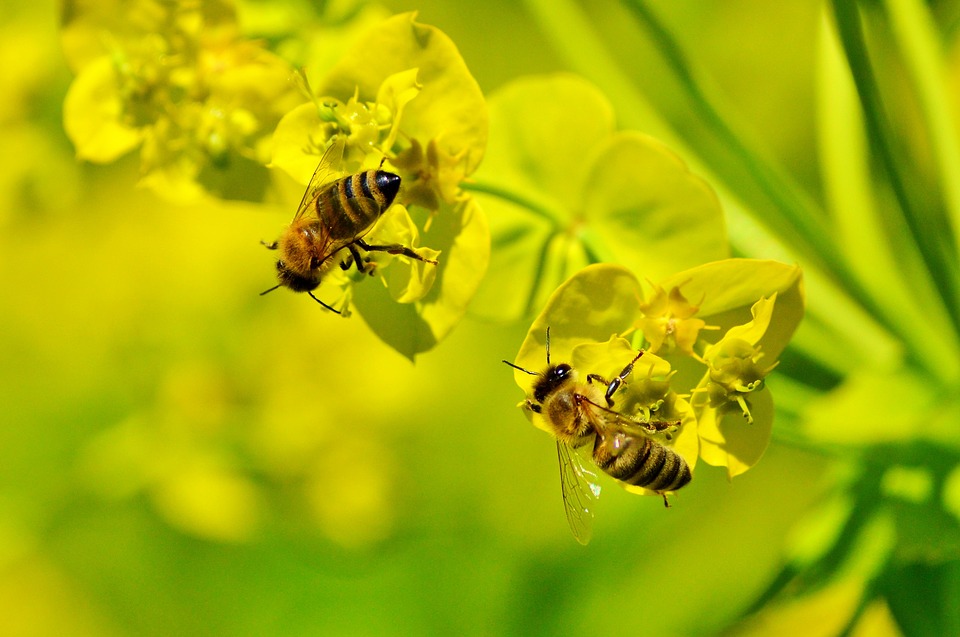 bee-3275663_960_720